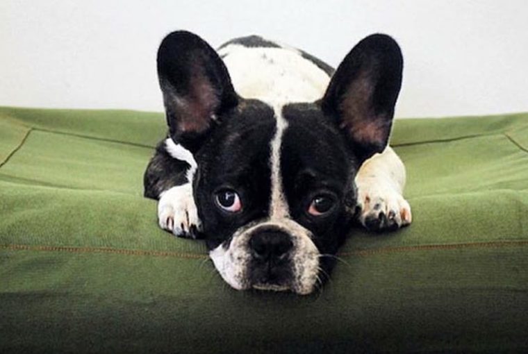 6 Essential Accessories For Your Pup! 6 Essential Accessories For Your Pup! - puzzle dish, pup, kong toy, essentials, elevated bed, dog crate, dog boots, baby gate