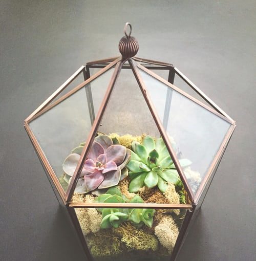 Nature in a Glass: Create Your Own Terrarium - terrarium, Plants, home, diy, decoration