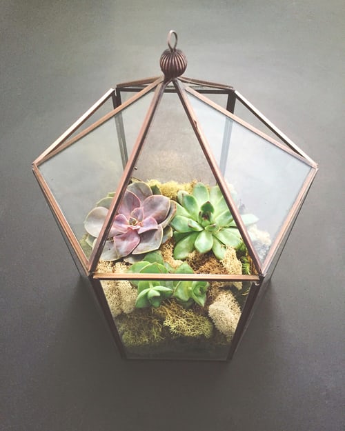 Nature in a Glass: Create Your Own Terrarium - terrarium, Plants, home, diy, decoration