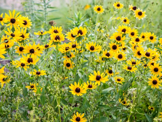 Press the Easy Button - Top 10 Plants for Low Maintenance Landscaping - lanscape, home, garden, flowers