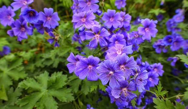 Press the Easy Button - Top 10 Plants for Low Maintenance Landscaping - lanscape, home, garden, flowers