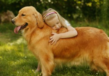 The 5 Best Family Dog Breeds - family dog, dogs, breed