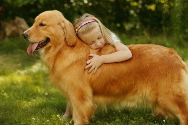 The 5 Best Family Dog Breeds - family dog, dogs, breed