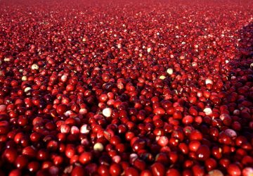 Can I Give My Dog Cranberries For UTI? - health, food, dog