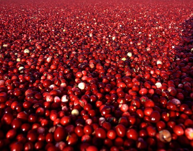 Can I Give My Dog Cranberries For UTI? - health, food, dog