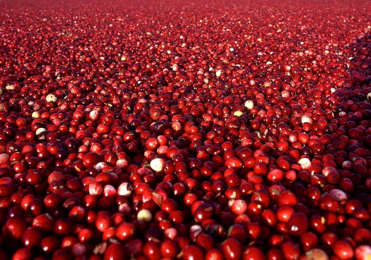 Can I Give My Dog Cranberries For UTI? - health, food, dog