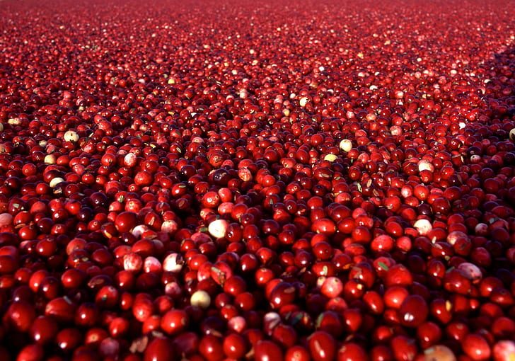 Can I Give My Dog Cranberries For UTI? Can I Give My Dog Cranberries For UTI? - health, food, dog