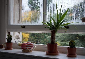 5 Ways to Reduce Indoor Air Pollutants - reducing allergens, Indoor Plants, home, design, Air Pollutants