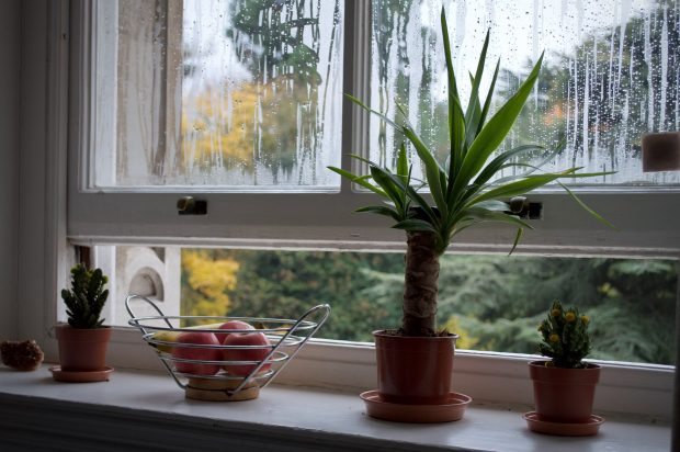 5 Ways to Reduce Indoor Air Pollutants - reducing allergens, Indoor Plants, home, design, Air Pollutants