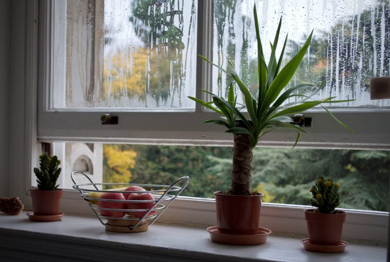 5 Ways to Reduce Indoor Air Pollutants 5 Ways to Reduce Indoor Air Pollutants - reducing allergens, Indoor Plants, home, design, Air Pollutants