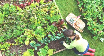 How to Grow and Maintain a Sustainable Garden