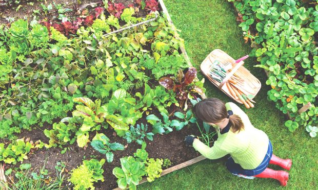 How to Grow and Maintain a Sustainable Garden