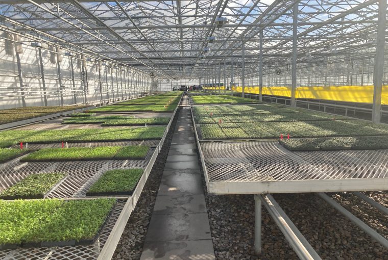 4 Signs You Need to Use a Hortifeeds Fertiliser 4 Signs You Need to Use a Hortifeeds Fertiliser - plant, hortifeeds, fertiliser