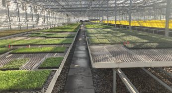 4 Signs You Need to Use a Hortifeeds Fertiliser