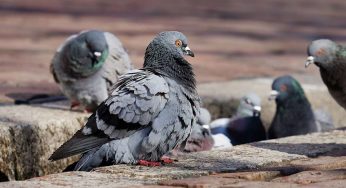 4 Possible Causes of Your Bird Infestation