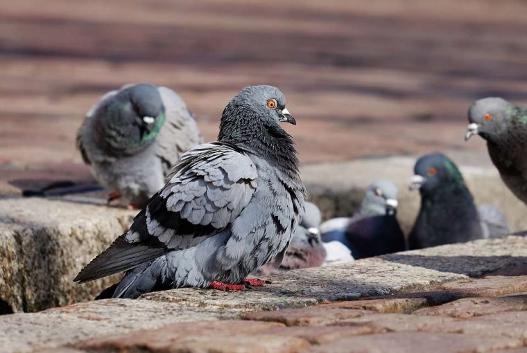 4 Possible Causes of Your Bird Infestation 4 Possible Causes of Your Bird Infestation - water, source, infestation, bird