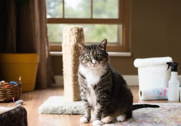 Keeping Your Home Clean With Pets - scent, pets, home, grooming, dust, clean, air