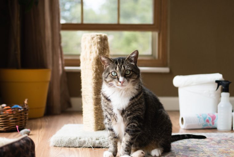 Keeping Your Home Clean With Pets Keeping Your Home Clean With Pets - scent, pets, home, grooming, dust, clean, air