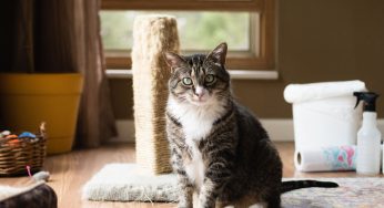 Keeping Your Home Clean With Pets