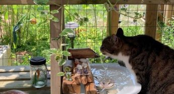 Top 10 Cat-Friendly Balcony Ideas