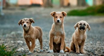 Common Household Items That Are Poisonous to Pets