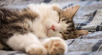 See clever tricks on how to remove cat hair from clothes