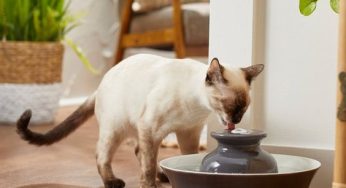 Cat in an apartment: see tips for raising and caring for yours