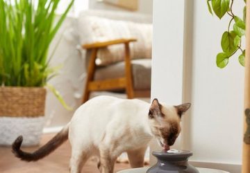 Cat in an apartment: see tips for raising and caring for yours - tips for adopting cats at an apartment, style motivation, cats, cat in the apartment, cat care, animals, animal care, adopting a cat