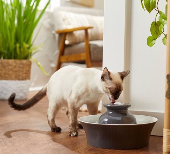 Cat in an apartment: see tips for raising and caring for yours Cat in an apartment: see tips for raising and caring for yours - tips for adopting cats at an apartment, style motivation, cats, cat in the apartment, cat care, animals, animal care, adopting a cat