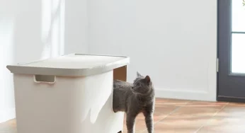 Litter boxes that sweep out and your cat won’t refuse