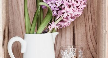 The season for hyacinths – how to decorate the house