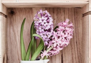 The season for hyacinths - how to decorate the house - style motivation, season of hyacinths, Plants, plant decor, home decor