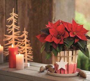 TYPICAL CHRISTMAS PLANTS TO DECORATE YOUR HOUSE - style motivation, Plants, home decor, Christmas plants