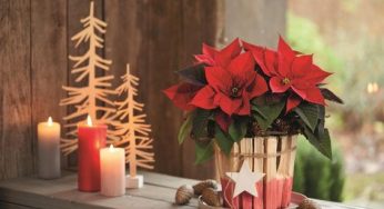 TYPICAL CHRISTMAS PLANTS TO DECORATE YOUR HOUSE