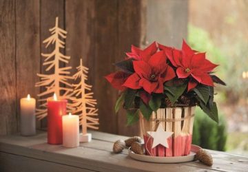 TYPICAL CHRISTMAS PLANTS TO DECORATE YOUR HOUSE - style motivation, Plants, home decor, Christmas plants