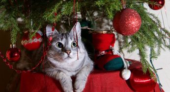 HOW TO KEEP YOUR CAT AWAY FROM THE CHRISTMAS TREE THIS HOLIDAY SEASON