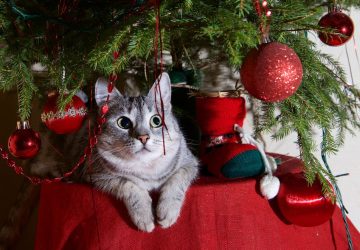 HOW TO KEEP YOUR CAT AWAY FROM THE CHRISTMAS TREE THIS HOLIDAY SEASON - style motivation, Christmas tree and cats, Christmas tree, cats, animals