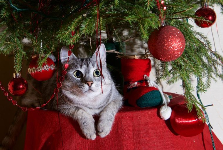 HOW TO KEEP YOUR CAT AWAY FROM THE CHRISTMAS TREE THIS HOLIDAY SEASON HOW TO KEEP YOUR CAT AWAY FROM THE CHRISTMAS TREE THIS HOLIDAY SEASON - style motivation, Christmas tree and cats, Christmas tree, cats, animals