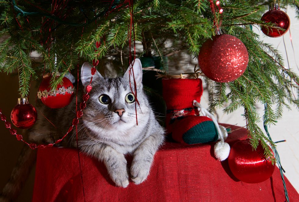 HOW TO KEEP YOUR CAT AWAY FROM THE CHRISTMAS TREE THIS HOLIDAY SEASON