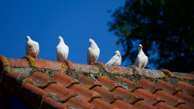 4 Helpful Ways To Fix A Worn Out Roof - storm damage, roof repair kits, roof, improvement, home