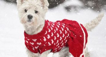 THE BEST JOYFUL DOG CHRISTMAS SWEATERS