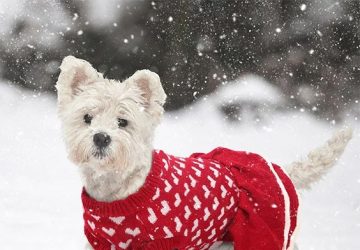 THE BEST JOYFUL DOG CHRISTMAS SWEATERS - style motivation, style, pet sweaters, pet fashion, dog sweaters, Christmas dog sweaters