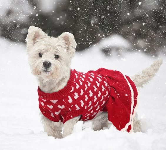 THE BEST JOYFUL DOG CHRISTMAS SWEATERS THE BEST JOYFUL DOG CHRISTMAS SWEATERS - style motivation, style, pet sweaters, pet fashion, dog sweaters, Christmas dog sweaters