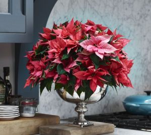 Things you didn't know about the Christmas flower - Poinsettia - style motivation, Poinsettias, Plants, flowers, Christmas flowers