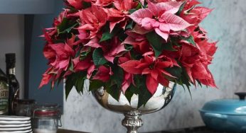 Things you didn’t know about the Christmas flower – Poinsettia