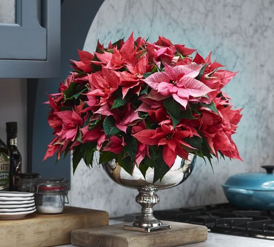 Things you didn't know about the Christmas flower - Poinsettia Things you didn't know about the Christmas flower - Poinsettia - style motivation, Poinsettias, Plants, flowers, Christmas flowers