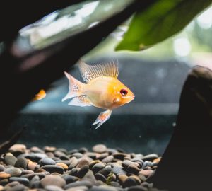 6 Tips To Help You Equip Your New Fish Aquarium - Pet, home, Fish Aquarium, decor
