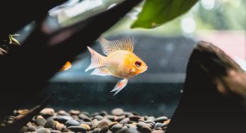 6 Tips To Help You Equip Your New Fish Aquarium