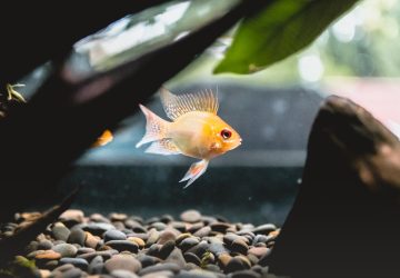 6 Tips To Help You Equip Your New Fish Aquarium - Pet, home, Fish Aquarium, decor