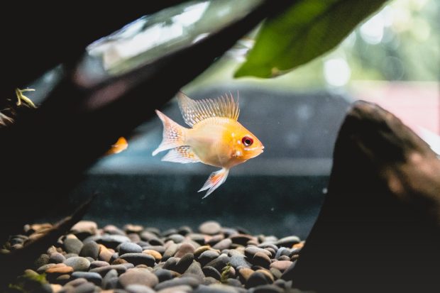 6 Tips To Help You Equip Your New Fish Aquarium - Pet, home, Fish Aquarium, decor